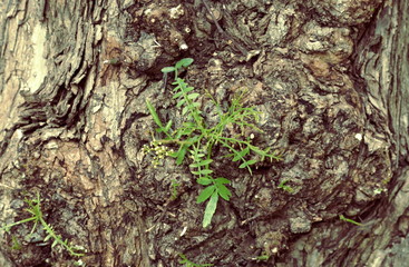 Tree bark texture, green plant in a bark tree background