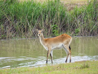 Lechwe im Wasser 