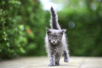 Naklejka na ściany i meble A cute blue kitten walking on wooden floor in garden in daytime lighting. Gray cat walking strait and looking at the front in green garden.