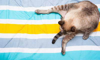 cute cat licking his paw on colourfuls bed ,Tabby cat licking its fur on colourfuls quilt,cat licking for clean