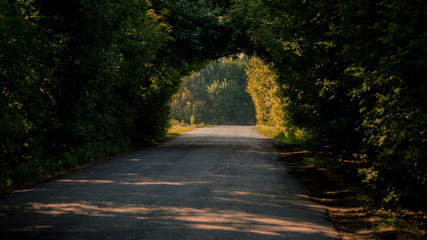 asphalt road in the forest.