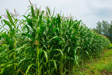 Field with young corn plants.
