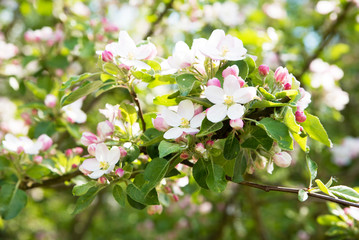 Blooming apple tree with beautiful close-up flowers