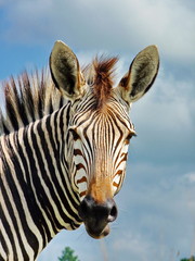 Fototapeta na wymiar Zebra Portrait in Farbe