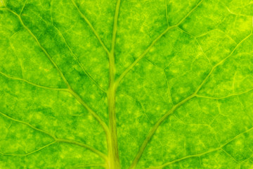 Fototapeta na wymiar Closeup texture of green leaves. Suitable for use in the background of natural articles.