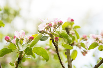 Blooming apple tree with beautiful close-up flowers