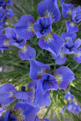 цветы ириса в саду