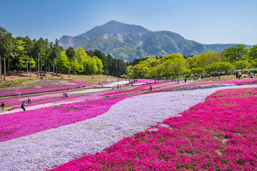 芝桜が満開の秩父・羊山公園の風景 / The scenery of Hitsujiyama Park where the moss phlox (Shibazakura) is in full bloom. Chichibu, Saitama, Japan. © picture cells