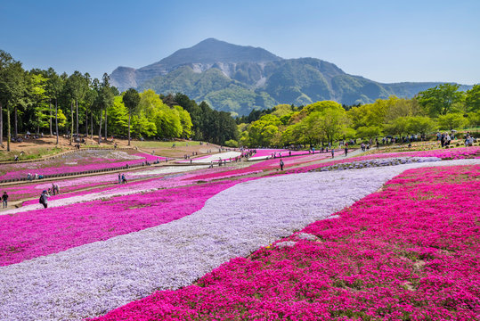 芝桜 の画像 69 913 件の Stock 写真 ベクターおよびビデオ Adobe Stock