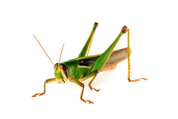 Young green grasshopper isolated on white background.