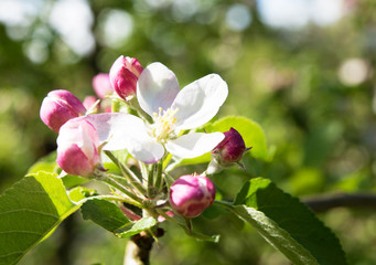 Obraz premium Blooming apple tree with beautiful close-up flowers