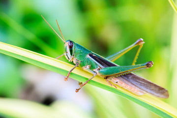 Young green grasshopper on the leafs.