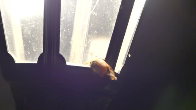  May beetles creep along a street lamp. Melolontha creep into the light of the lantern.