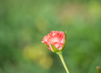 Obraz premium bud old rose