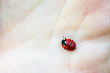 ladybug in hand