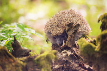 Hedgehog in the sunny spring forest, wildlife natural background. Animals in the wild, nature photography
