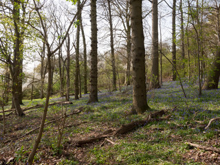 inside spring wood land floor with bluebells growing