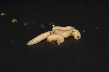 worm isolated on black background