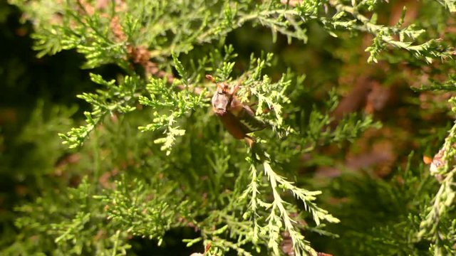 May beetles creep along the green branch of the bush at night. Melolontha crawls along the green branch of the bush in the darkness.