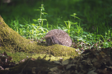 Hedgehog in the sunny spring forest, wildlife natural background. Animals in the wild, nature photography