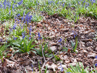 close up bluebells growing on wood land forest floor spring