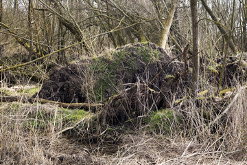 Damaged willows due to storm in Biesbosch National Park, Netherlands