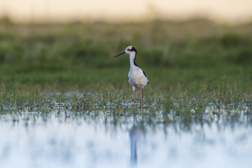 Black-necked Stilt, Patagonia, Argentina
