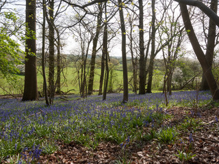 blue bells growing on forest woodland floor UK spring trees nature environment