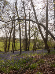 blue bells growing on forest woodland floor UK spring trees nature environment