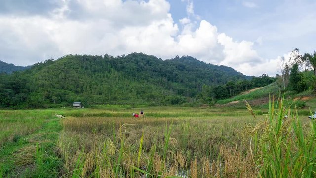 Time lapse of moving clouds over organic paddy fields at Bario. Bario is a community of 13 to 16 villages located on the Kelabit Highlands in Miri Division, Sarawak, Malaysia.	