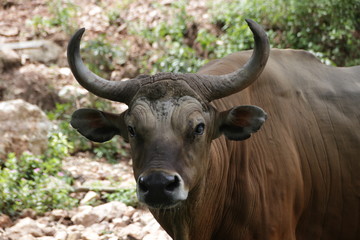 Close up Wild Cattle 