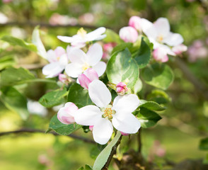 Blooming apple tree with beautiful close-up flowers