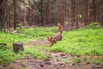   Uložit Náhled stahování Fox in green forest. Cute Red Fox, Vulpes vulpes, at forest with flowers, moss stone. Wildlife scene from nature. Animal in nature habitat. Fox hidden in green vegetation. An