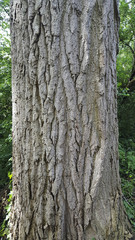 Bark of Poplar (Populus sp.)