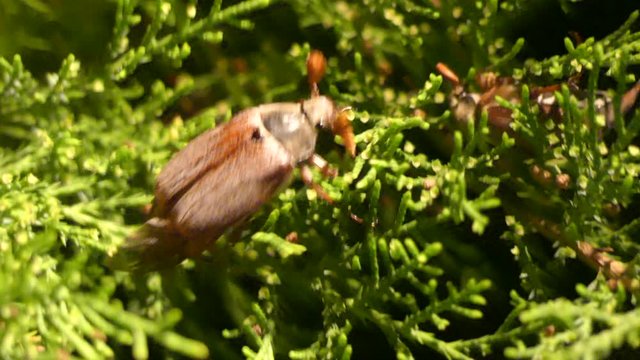 May beetles creep along the green branch of the bush at night. Melolontha crawls along the green branch of the bush in the darkness.