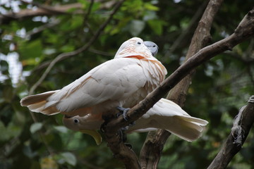 Close up White Cockatoo Bird