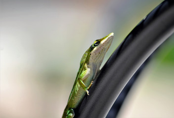 Green Anole Lizard
