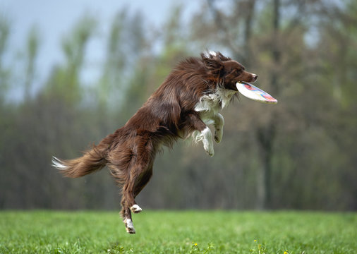 border collie catching the disk