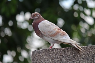 Pigeon,  it lives at NONGPRAJAK PUBLIC PARK,  Udonthani Thailand.