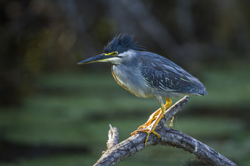 Green backed heron in Kruger National park, South Africa