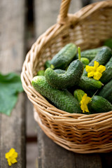 fresh crispy cucumber in a basket, close-up