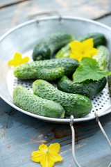 organic cucumber in a colander