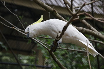 Close up White Sulphur-crested cockatoo