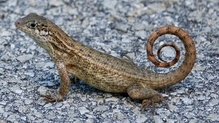 Leguan, Eidechse, Echse