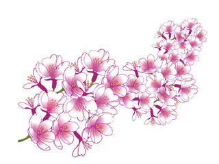 Hand drawn cherry blossoms. EPS10 vector illustration.