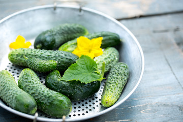 ripe cucumber in a colander
