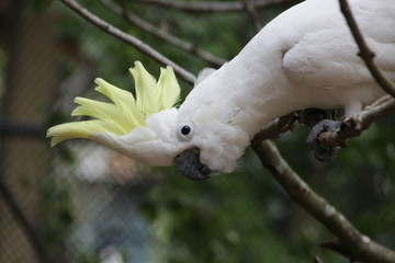Close up Sulphur-crested cockatoo