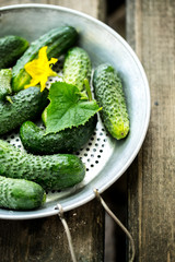 cucumber in a old sieve