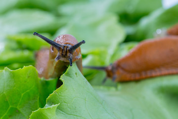snail with lettuce leaf