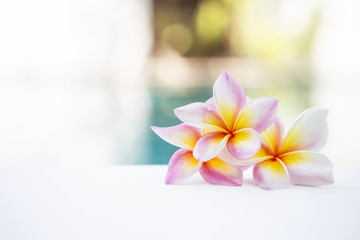 Beautiful fresh colorful Plumeria flower over blurred garden, outdoor day light